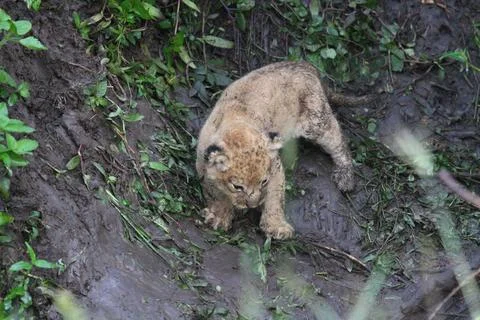 Two tiny newborn lion cubs, covered with dirt and hiding in a durty den Stock Photos