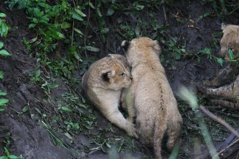 Two tiny newborn lion cubs, covered with dirt and hiding in a durty den Stock Photos