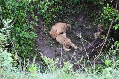 Two tiny newborn lion cubs, covered with dirt and hiding in a durty den Stock-Fotos