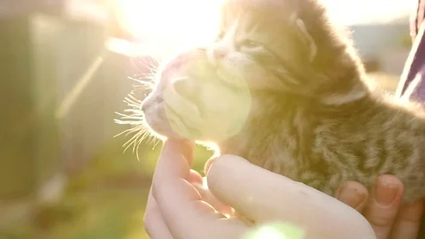 Two tiny nice kittens HD Stock Footage 79624261