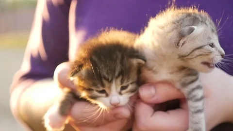 Two tiny nice kittens HD Stock Footage 79624313