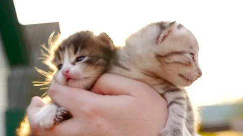 Two tiny nice kittens HD 库存影片 79624315