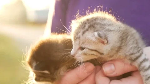 Two tiny nice kittens HD Stock-Footage 79624356