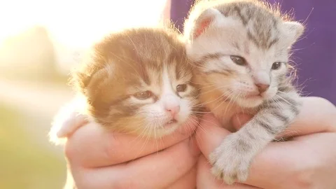 Two tiny nice kittens HD Stock Footage 79624392