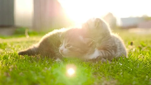 Two tiny nice kittens HD Stock Footage 79624443