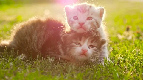 Two tiny nice kittens HD Stock Footage 79624484