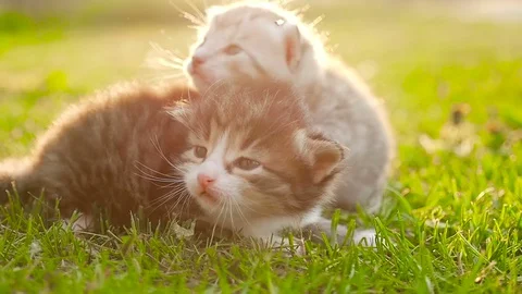 Two tiny nice kittens HD Stock Footage 79624548