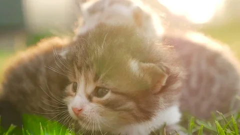 Two tiny nice kittens HD Video stock 79624570