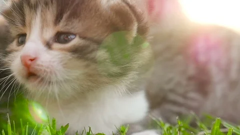Two tiny nice kittens HD Stock Footage 79624612