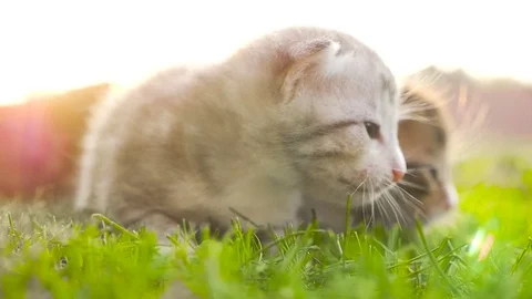 Two tiny nice kittens HD Video stock 79624707