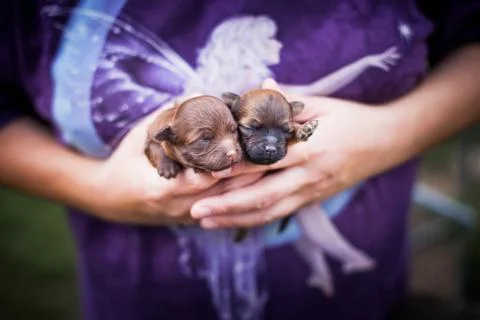 Two tiny puppies in hands on a background of fairies Foto stock