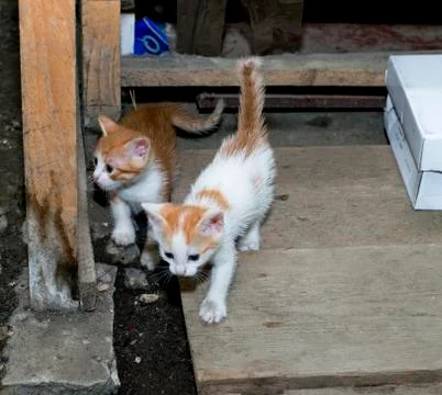 Two tiny red stray kitten Stock Photos