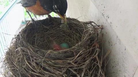 Two tiny Robin babies are fed grubs while two blue eggs remain in nest Stock Footage 136550157
