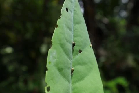 Two tiny Tailed green jay caterpillars walking on the of a leaf with an egg 스톡 사진