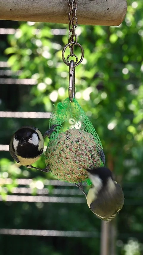 Two titmice eating Stock Footage 197388590