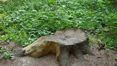 Two titmouses on hemp. Video stock 116710098