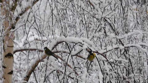 Two tits are sitting on snow-covered branches. 動画素材 264113561