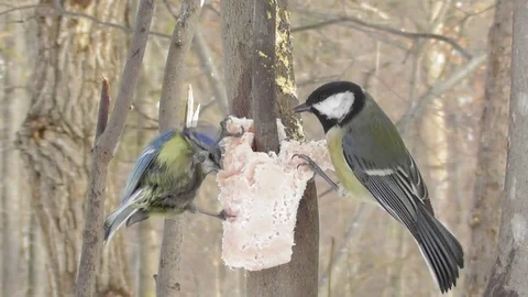 Two Tits big and azure Parus major and Cyanistes caeruleus eat fat in winter Video stock 118804477