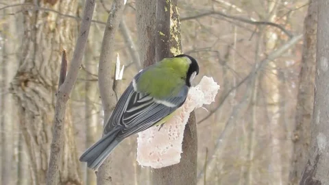 Two Tits big and azure in winter eat fat on the tree Stock-Footage 118804483