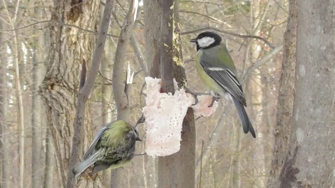 Two Tits big and azure sit on a tree in winter and eat fat Video stock 118804485