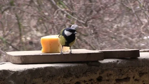 Two tits eat cheese 動画素材 85072878