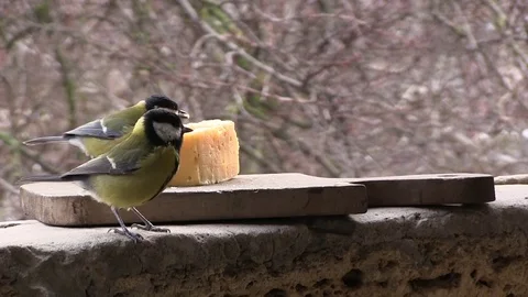 Two tits eat cheese 動画素材 85083655