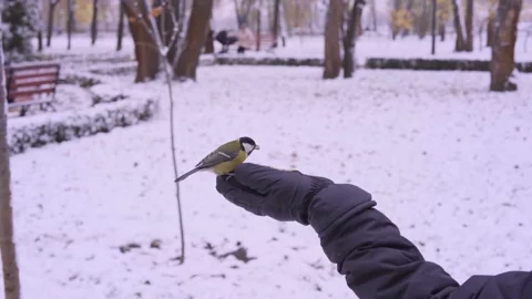 Two tits in the park in winter eating with a gloved hand Stock Footage 143400637