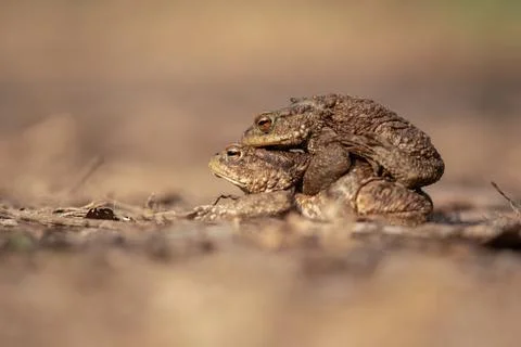 Two toads in amplex, a male and female, during mating season. The toads are.. Stock Photos