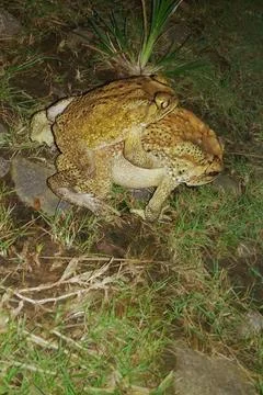 Two Toads in Amplexus Mating on the Ground at Night Stock Photos