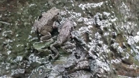 Two toads are resting on the muddy ground in rain Stock Footage 314515461
