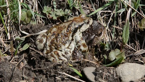 Two toads (Bufo gargarizans) Stock Footage 103660159