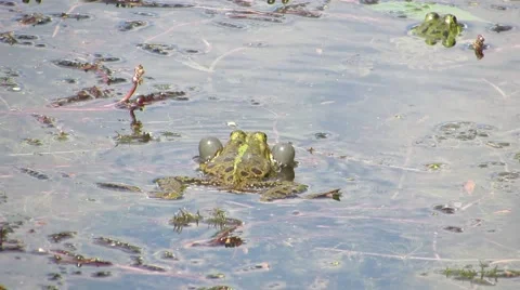 Two toads croak back in the water Stock Footage 64259907