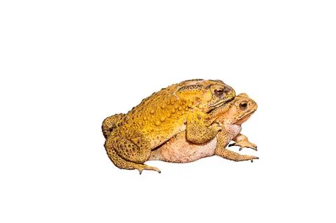 Two toads during the breeding Stock Photos