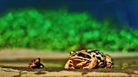 Two toads Stock Footage 12331923