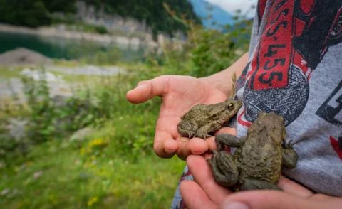 Two toads or frogs in the hands of a child. Stock Photos