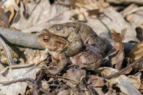 Two toads Stock Photos