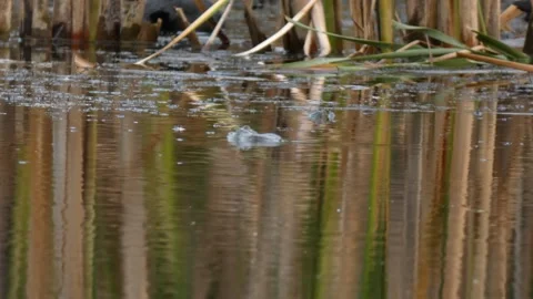 Two toads in water with coot background Stock Footage 330730727