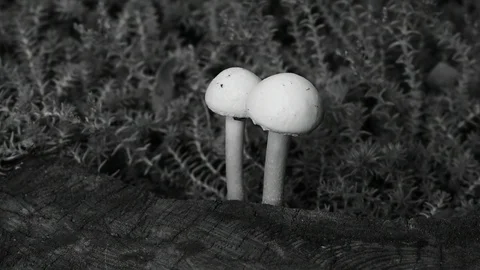 Two toadstools, black and white Stock Footage 110845201