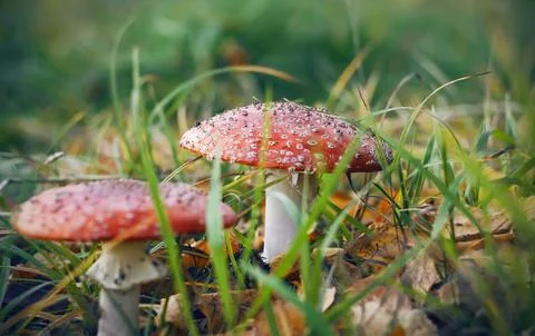 Two toadstools with bright red hats grew in a forest grassy glade dotted with Stock Photos