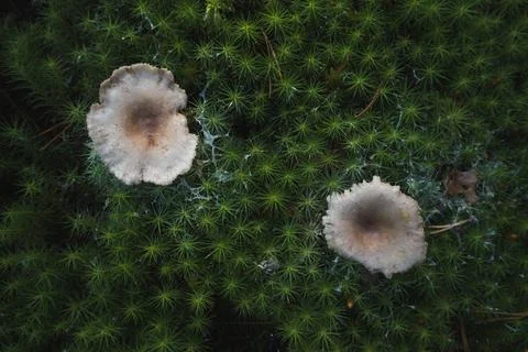 Two toadstools on moss in the forest close-up Stock Photos