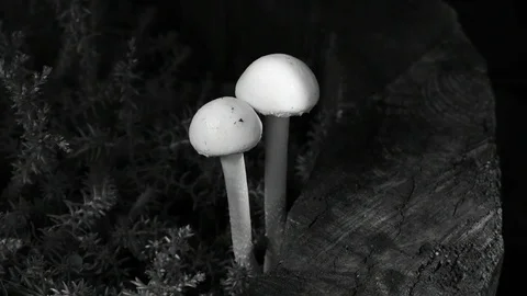 Two toadstools on a stump Stock Footage 110845157
