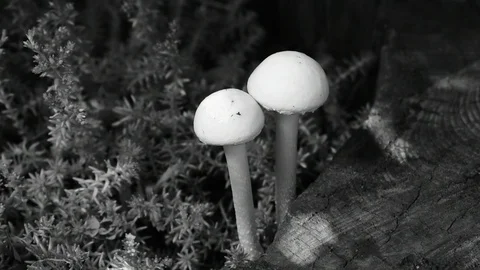 Two toadstools, sunlight Stock Footage 110845319