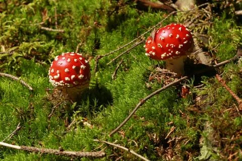 Two toadstools in woods on green moss Stock Photos
