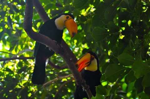 Two toco toucans standing Stock Photos