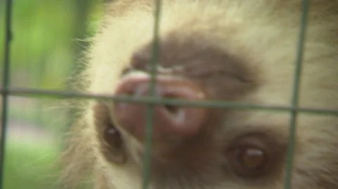Two Toed Sloth in Cage CU Stock Footage 32659071