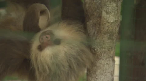 Two Toed Sloth in Cage Scratching Stock Footage 32659053
