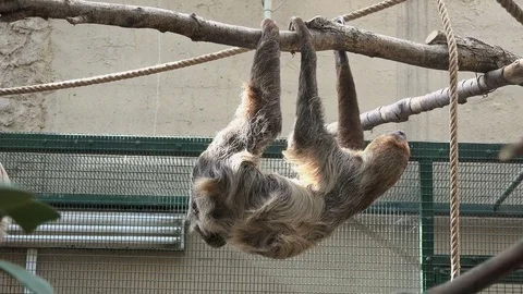 Two-toed sloth (Choloepus didactilus) at zoo Stock Footage 79631765