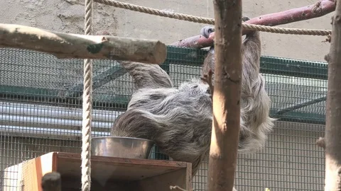 Two-toed sloth (Choloepus didactilus) eating Stock Footage 79704120