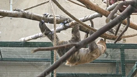Two-toed sloth (Choloepus didactilus) at zoo Stock Footage 79908691