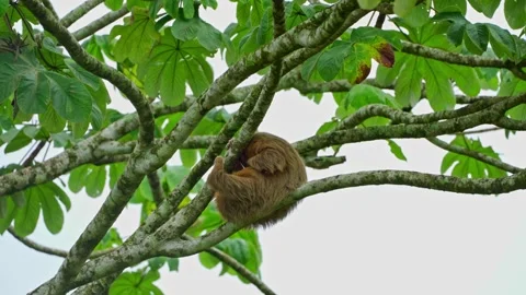 Two-toed Sloth (Choloepus hoffmanni) Video stock 156862631